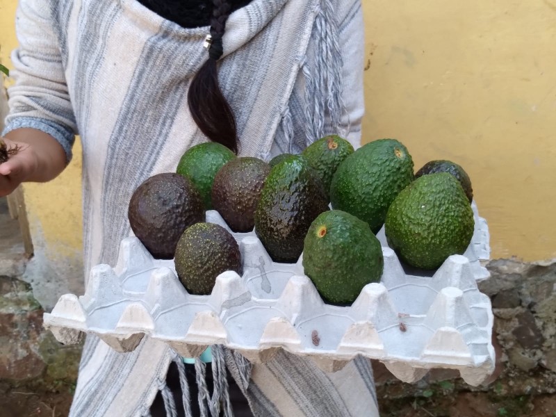 Estado de México, tercer productor de aguacates a nivel nacional