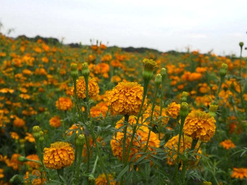 Estado de México destina 2 mi héctareas al cultivo de cempasúchil