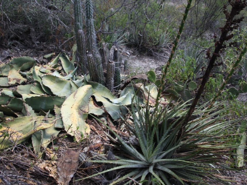 Estado promociona mezcal elaborado con maguey ilícito