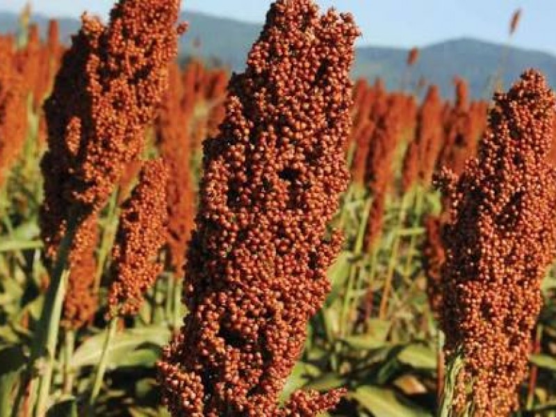 Estado promoverá el sorgo para reconversión