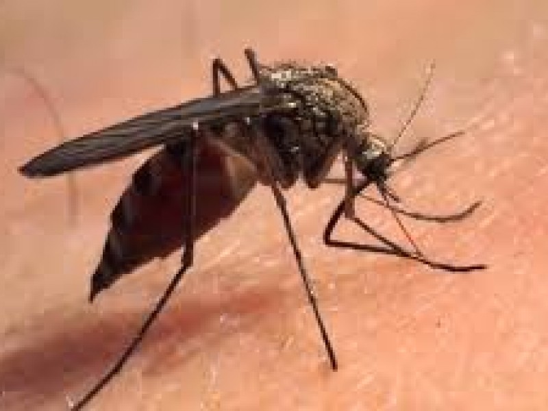 Municipios del sur de Sinaloa podría verse afectados por Dengue