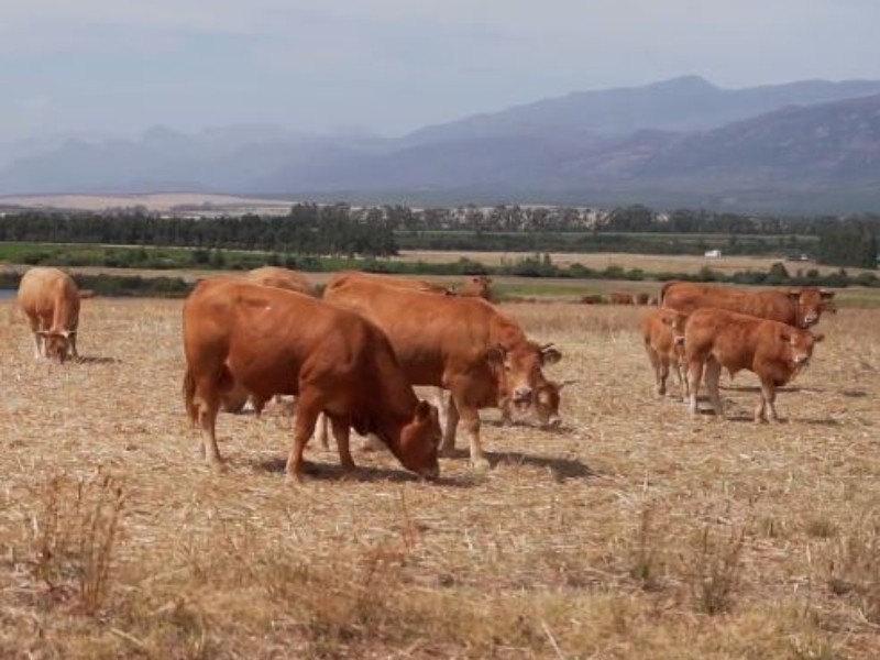 Estados ganaderos pierden  700 mdd por cierre de frontera