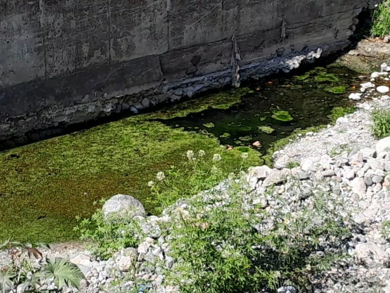 Estancamiento de agua genera mosquitos cerca del arroyo Pereyra
