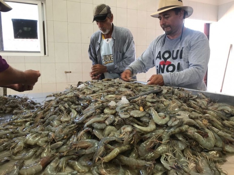 Este 15 de septiembre podría iniciar la pesca del camarón