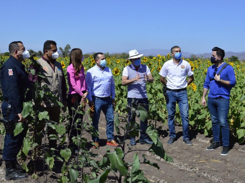 Este fin abrirá el campo de girasoles en Mocorito