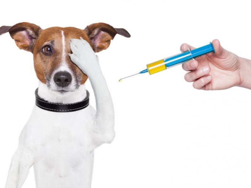 Este fin de semana inicia vacunación antirrábica canina y felina