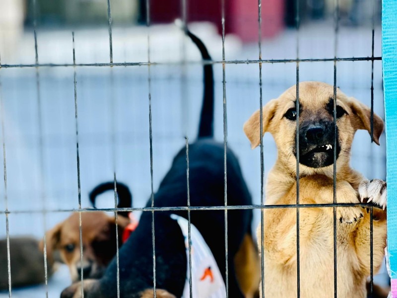 Este jueves 2da. jornada de adopciones de mascotas del CCA