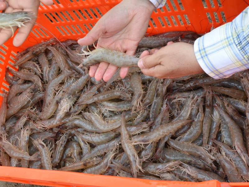 Este jueves entra en vigor veda de camarón para Nayarit