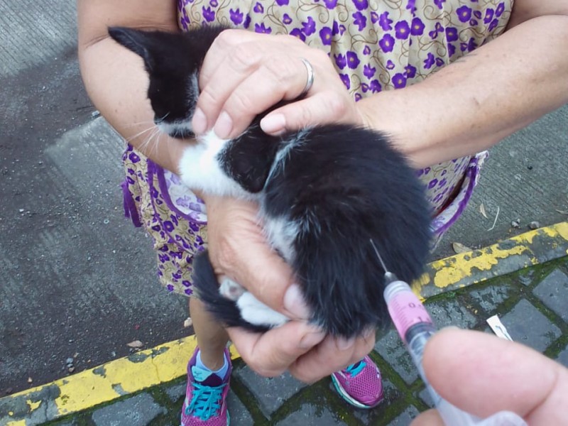 Este jueves, vacunación antirrábica canina y felina en Uruapan
