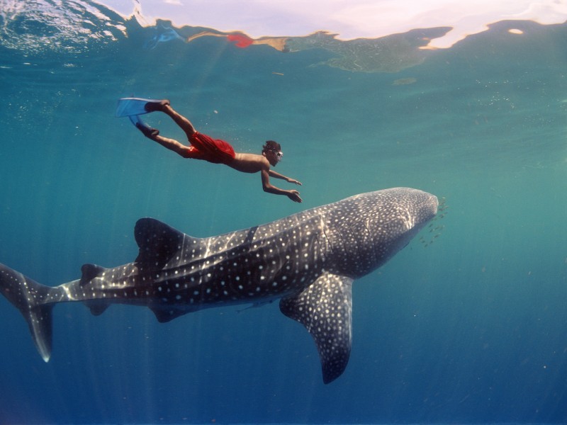 Este lunes empezaran a operar tours para tiburón ballena