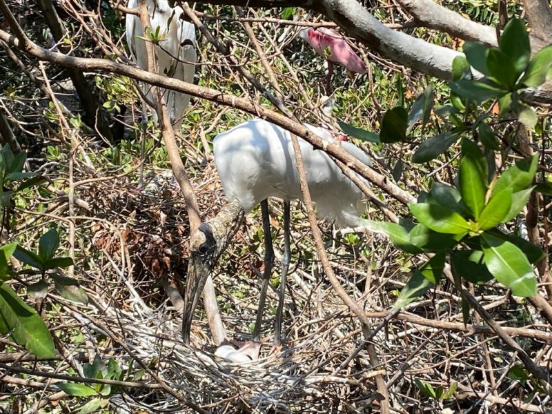 Este mes inicia conteo de aves en Barra de Potosí