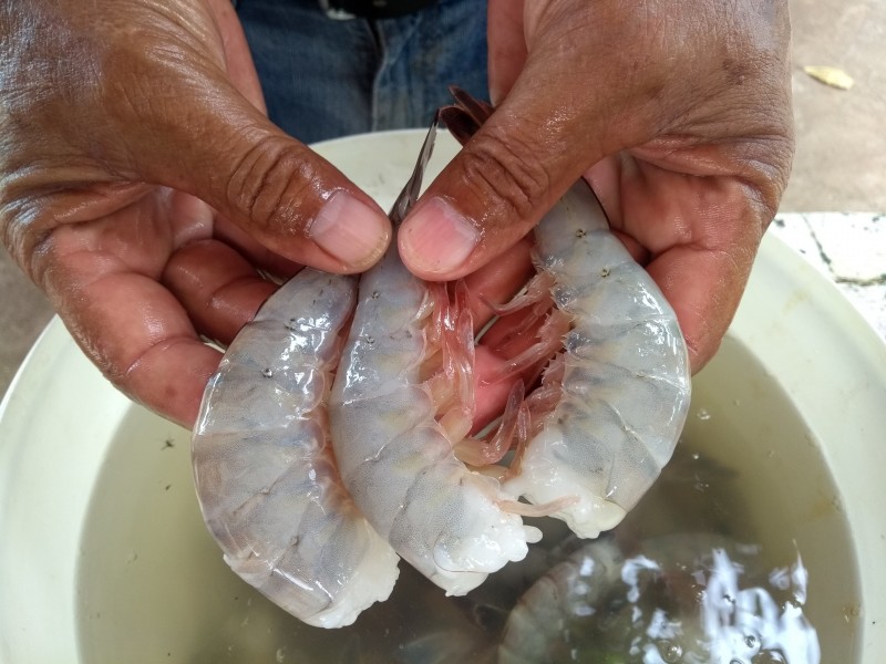 Este sábado acuicultores regalarán 600 kilos de camarón