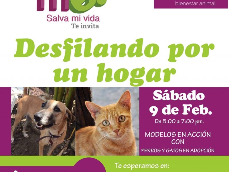 Este sábado pasarela de adopción de mascotas