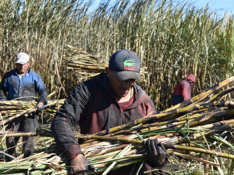 Este viernes inicia entrega de fertilizantes a cañeros de Eldorado