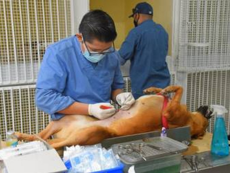 Esterilización animal, responsabilidad para beneficio de todos