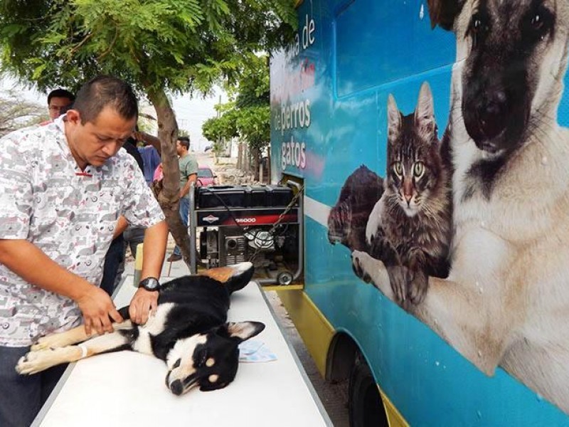 Esterilización evitará proliferación de perros callejeros