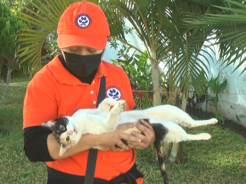 Esterilización, sinónimo de responsabilidad y amor