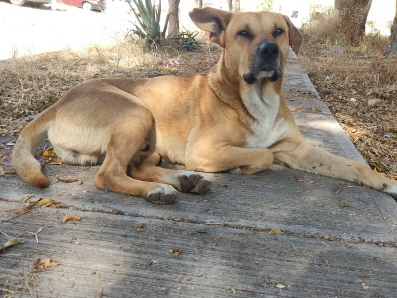 Esterilizaciones a mascotas continúa en Morelia