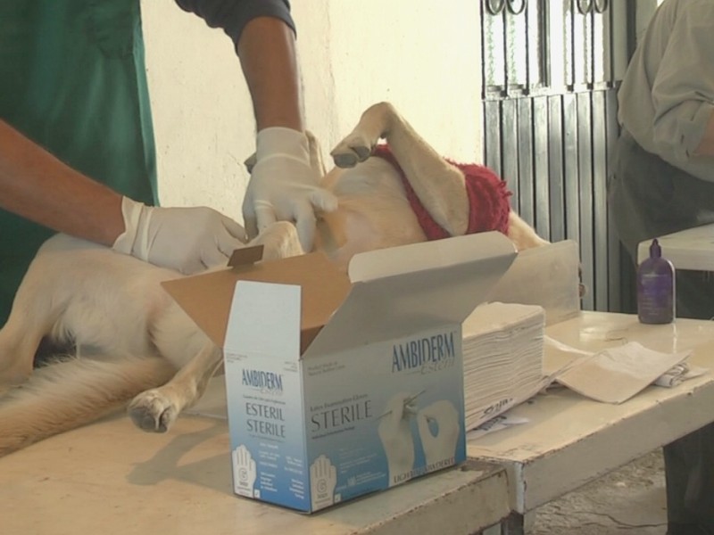 Esterilización Canina y Felina 2021