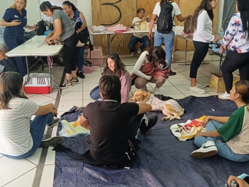 Continúa campaña de esterilización de mascotas en Zamora