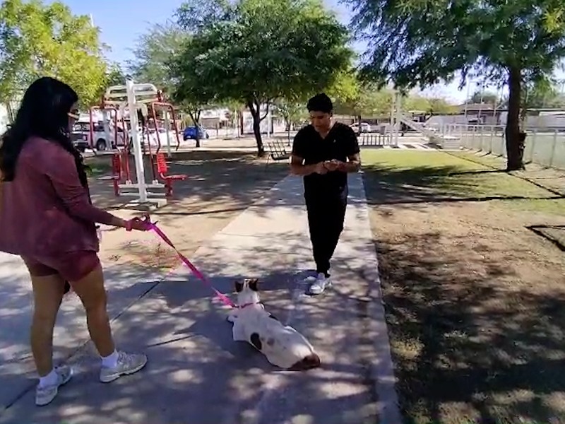 Esterilizan a 50 animales en la colonia Mezquite
