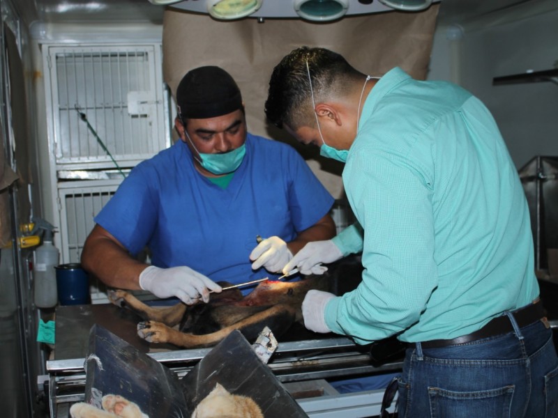 Esterilizan canes y gatos en jornada de Salud