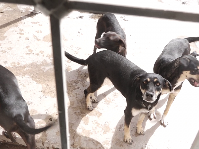 Esterilizar y adoptar, el camino para acabar con sobrepoblación canina