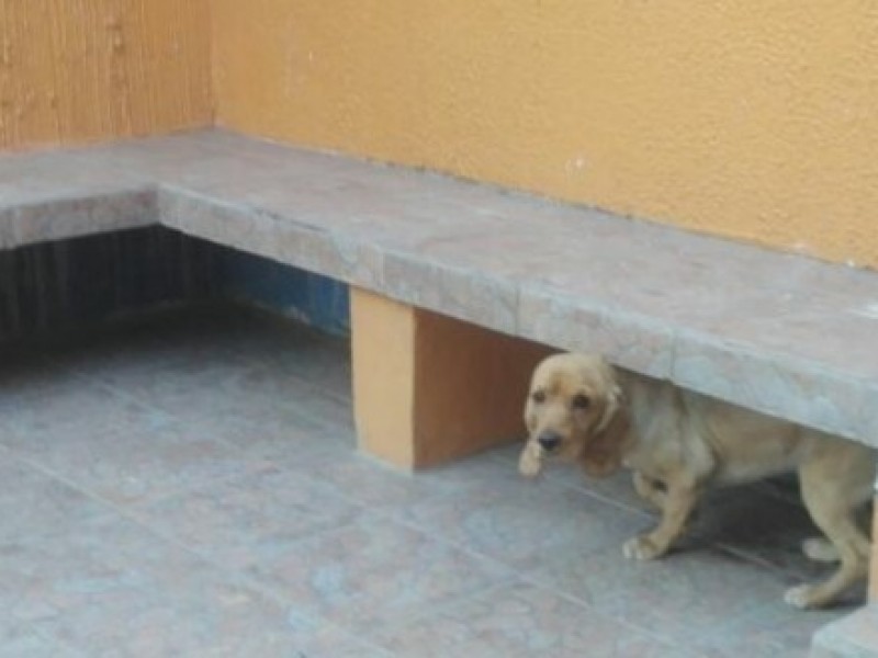 Esterilizaran a mascotas de La Piedad