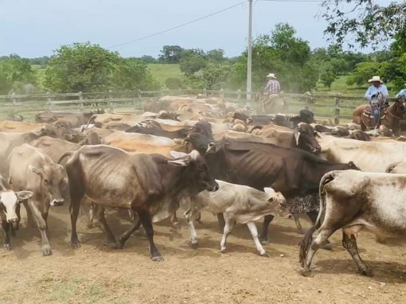 Estiaje afecta a sector ganadero de Tuxpan