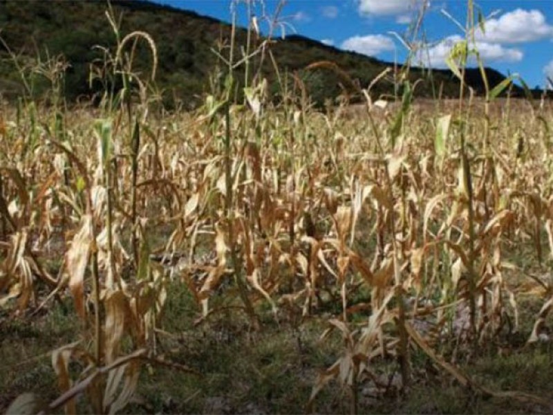 Estiaje afecta al campo y no ven apoyos para resarcirlo