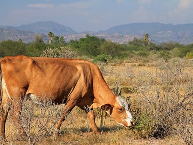 Estiman más de mil cabezas de ganado muertas por sequía