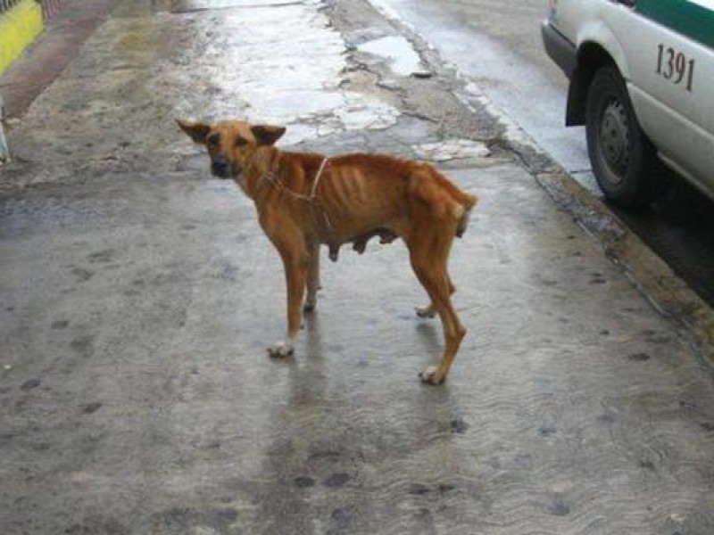 Estiman que 10 mil animales domésticos son callejeros en Zihuatanejo