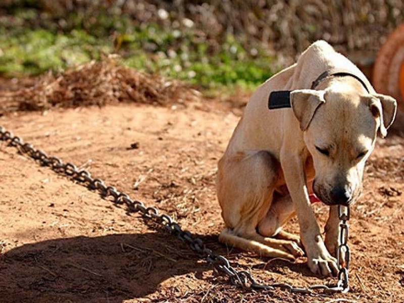 Estiman se triplicarán maltrato de perros durante verano