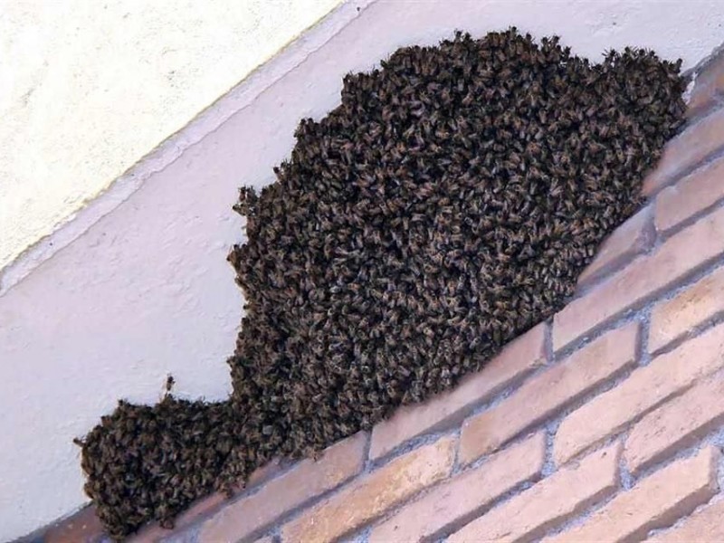 Esto tienes que hacer si tienes un enjambre de abejas