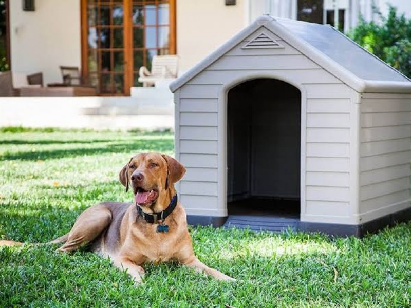 Estos son algunos cuidados para evitar que mascotas sufran insolación