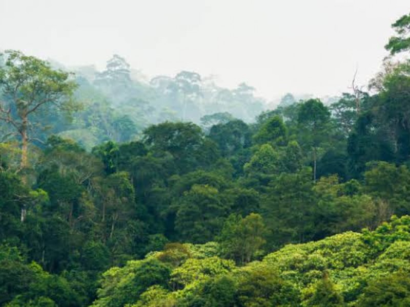 Estudio demuestra importancia de selvas de México para el clima