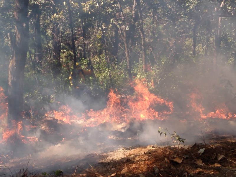 Estudio internacional exige gestión integral de incendios forestales