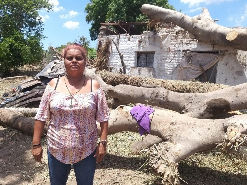 Etchojoa: Árbol cae sobre su techo y queda sin hogar