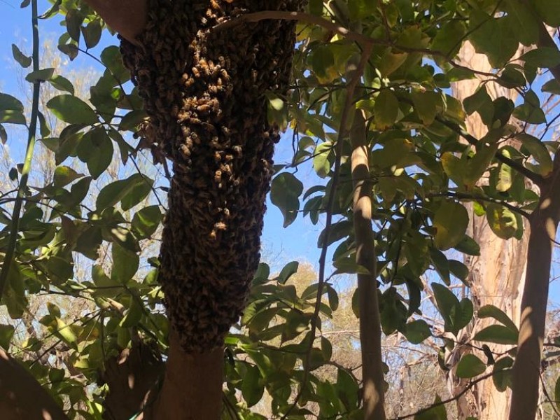 Etchojoa: Se disparan llamados por enjambre de abejas