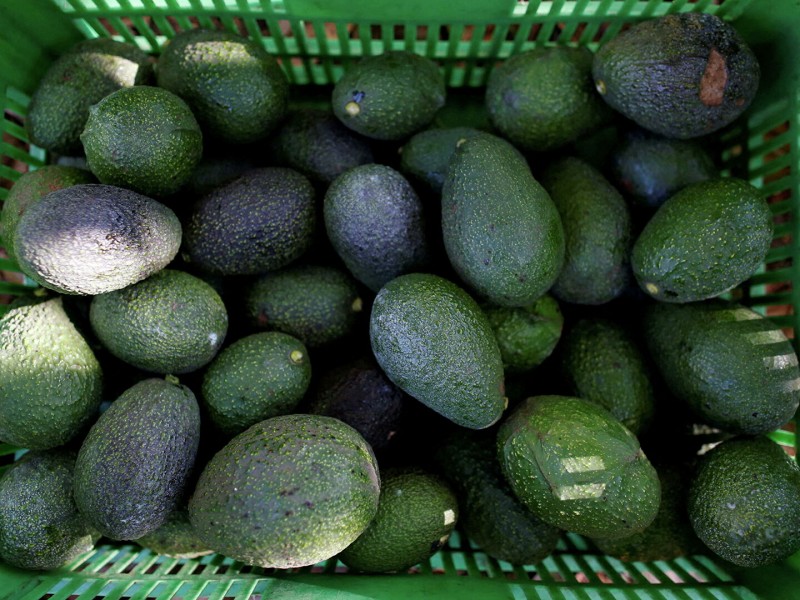 EU condiciona la compra de aguacate mexicano