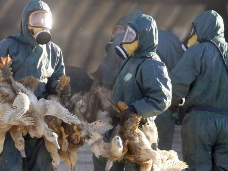Europa reporta casi mil brotes de gripe aviar en criaderos