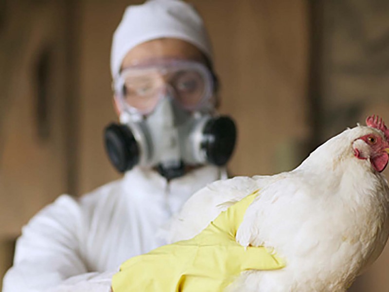 Europa vive la epidemia de gripe aviar 