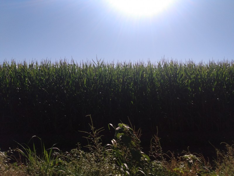 Evalúan daños por heladas en el Agro