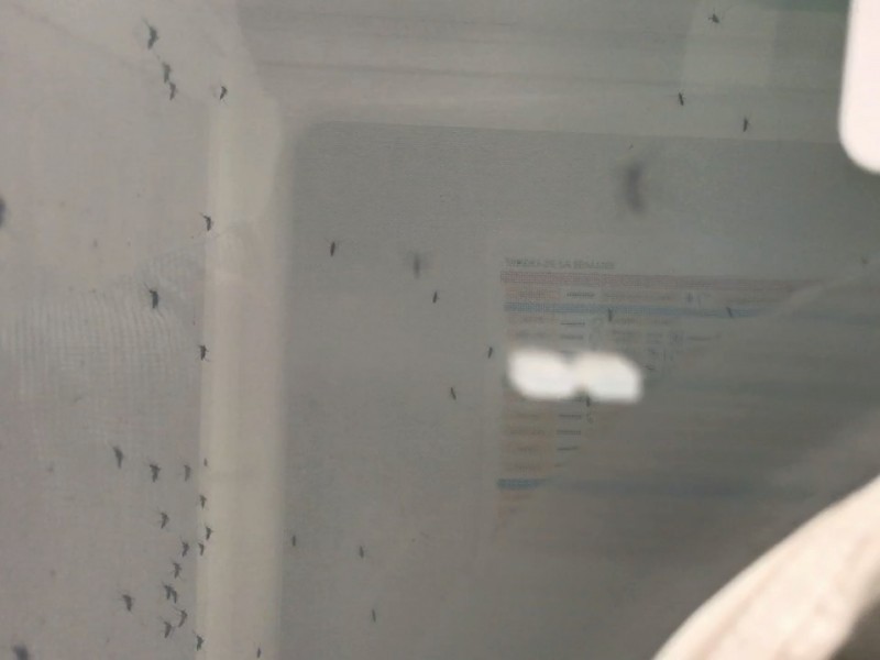 Evalúan densidad de moscos para prevenir enfermedades