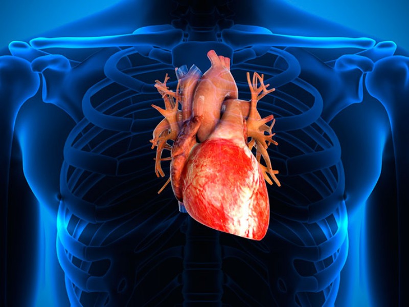 Evalúan funciones cardiacas utilizando Inteligencia Artificial