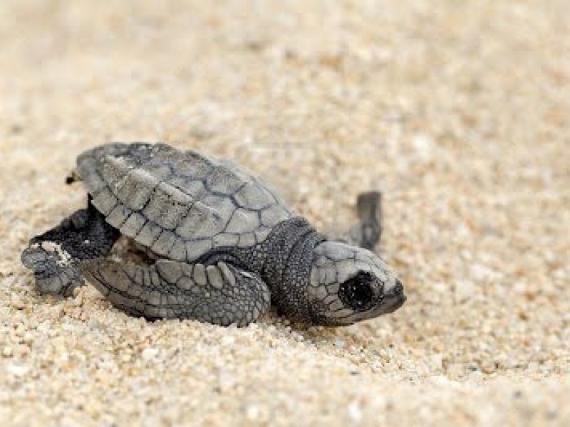 Eventos en playa: mortales para tortugas