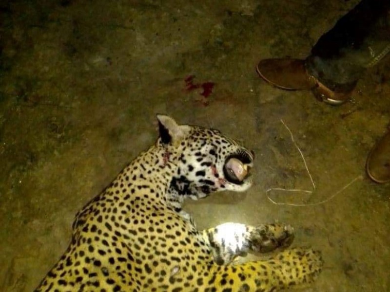 Evidencian activistas dificultades para denunciar a cazadores de jaguar