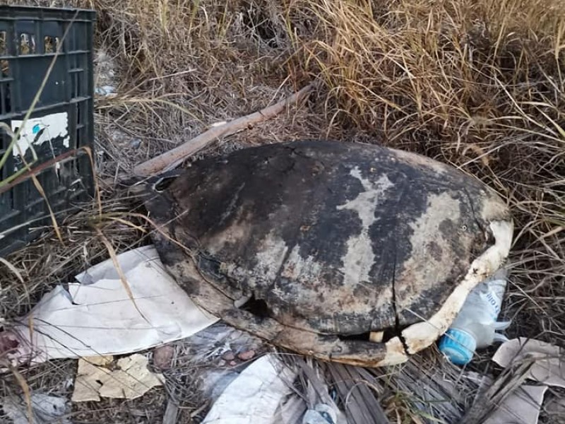 Evidente la pesca furtiva de tortuga en Guaymas