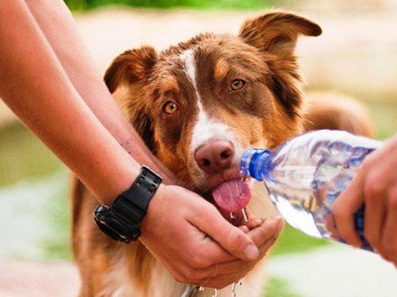 Evita el golpe de calor en ti y tus mascotas