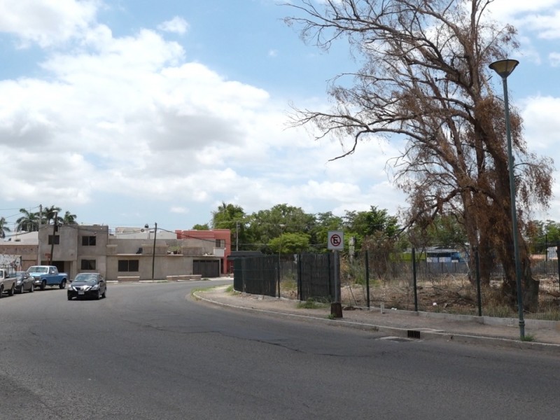 Evitan que árbol seco generé un tragedia